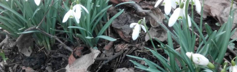 Modlniczka, Rząska, Mydlniki i Błonia - wiosenne rozpoznanie