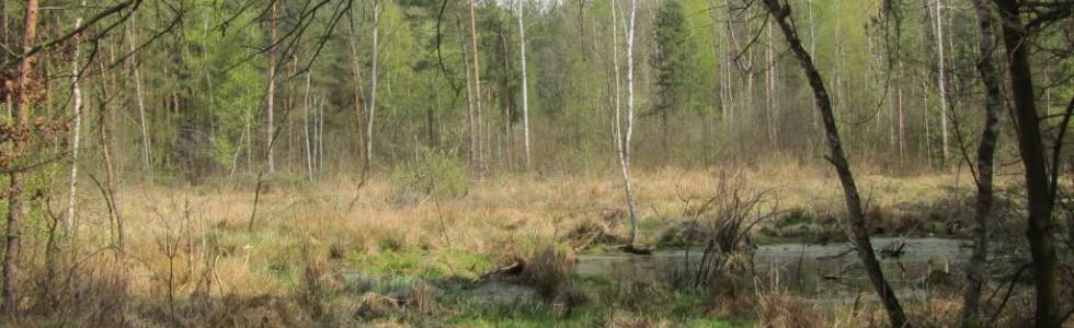 Mazowiecki Park Krajobrazowy