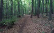lesna ścieżka 