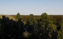 Widok ze wzgórza na lasy Spalskie i dolinę Pilicy