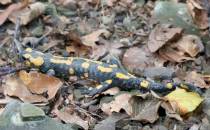 Salamandra