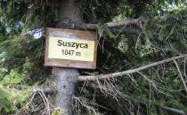 Suszyna