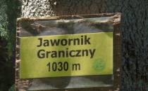 Jawornik Graniczny