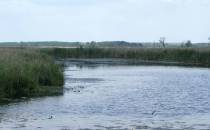 Narew