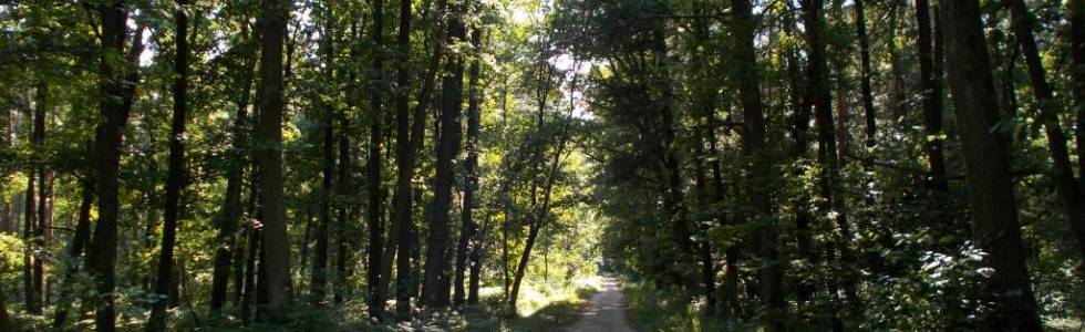 Rezerwat Bór Głogowski - wózkowy spacer