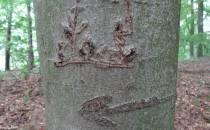 Rysunek na drzewie