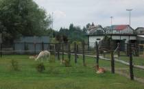 Małe ZOO