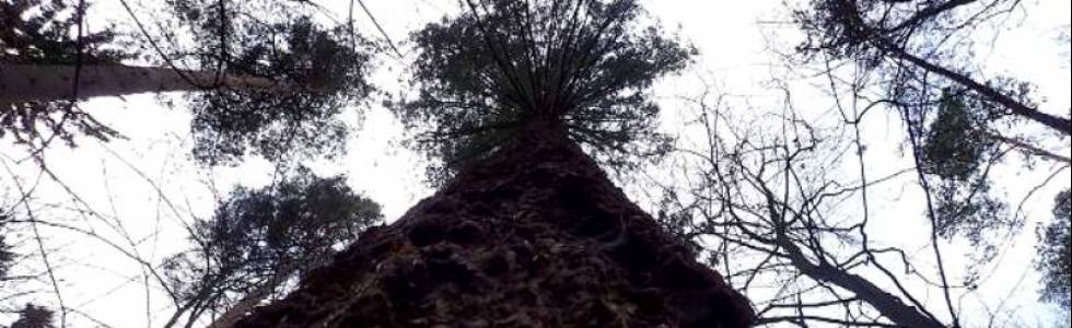 Drzewa pomnikowe w Trójmiejskim Parku Krajobrazowym