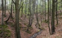 Naturalne powstanie i odnowienie lasu