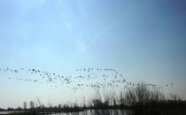 Ptaki w Rezerwacie Jeziorsko
