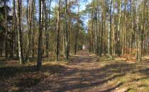 Kawałek drogi przez las