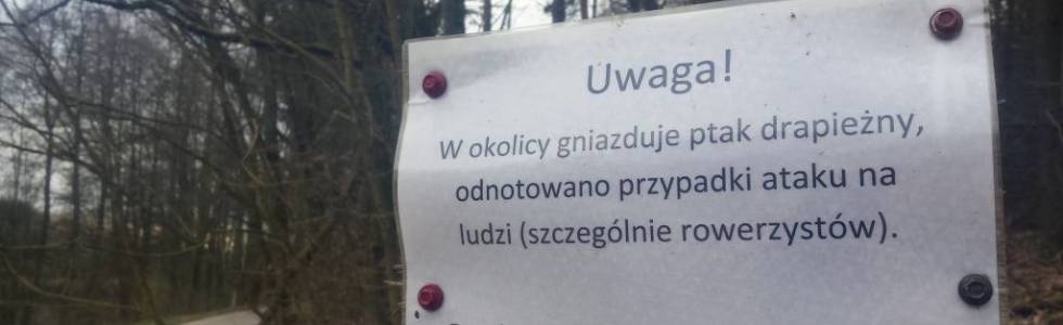 Lasy w okolicy Wińca