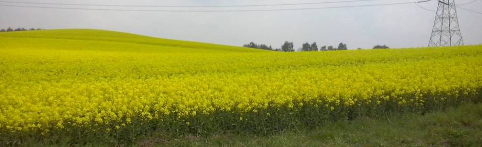 03.05.2016 Jastrzębie-Zdrój - Racibórz - Rydułtowy - Pszów- Wodzisław