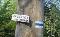 Palenica