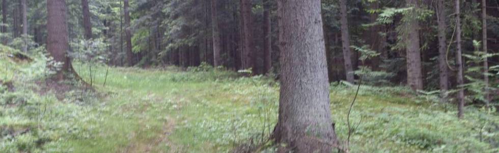 Do Skalnej Bramy w Kąśnej Dolnej