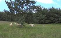 Owce i bociany