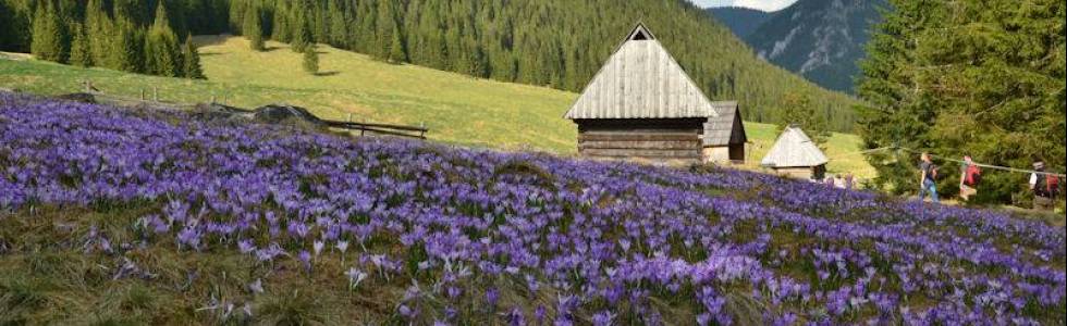 Tatry: Dolina Chochołowska