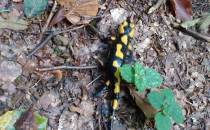 salamandra