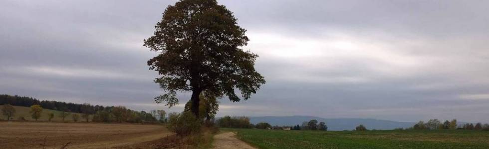 Marcinów