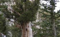 Bristlecone Pine