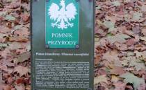 Pomnik Przyrody.