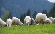 Gorczańskie owce