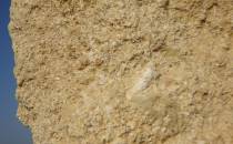 Zakościele - wapień organodetrytyczny (miocen, baden)