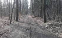 ścieżka leśna