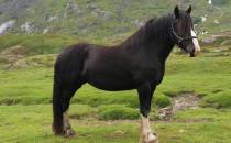 Austerdal koń