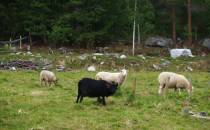 Czarny baran gdzieś przy trasie 15 między Lom a Geiranger