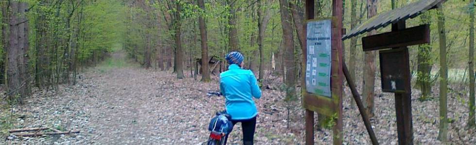 Trasy rowerowe Mielec  Przejazd przez Rezerwat Buczyna