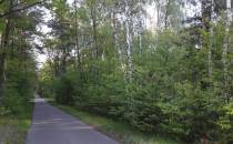 droga przez Lasy Kozłowieckie