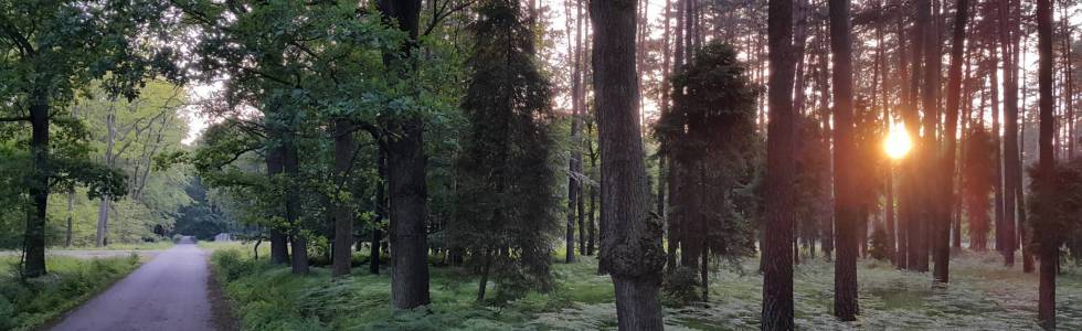 Po lasach kobiórskich przed zachodem słońca.