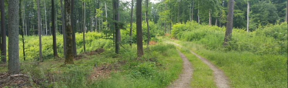 Park Wejherowo i okolica