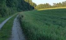 Droga wzdłuz pola