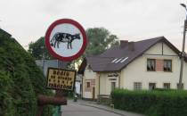 Krowy muszą przestrzegać drogowych przepisów :)