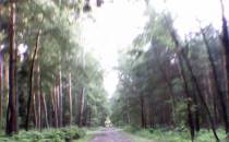 trasa między lasami