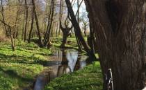 Skrzynice - rzeka Czerniejówka