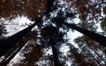 Korony daglezji wśród innych drzew