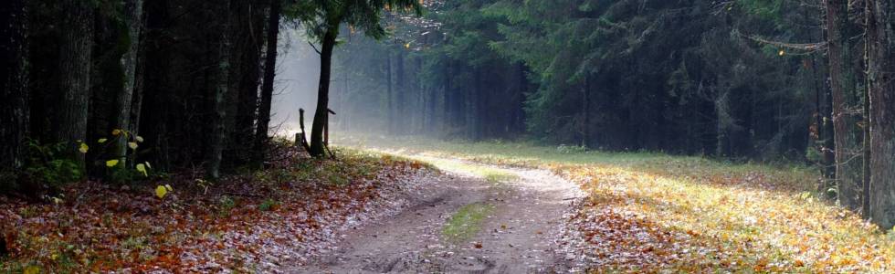 Puszcza Białowieska jesienią