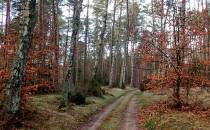 Przez las w kierunku Słupinka