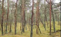Malowniczy las iglasty