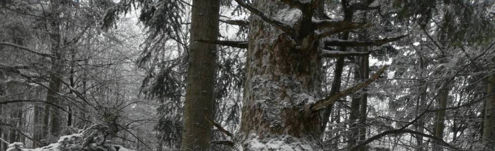 Strzebowiska - wyprawa leśna na Jasło