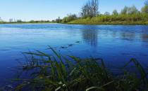 Narew