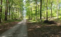 Droga przez las do Samborska