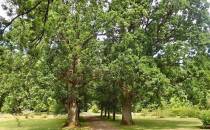 Arboretum Wirty, część parkowa