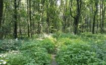 Ścieżka przez las.