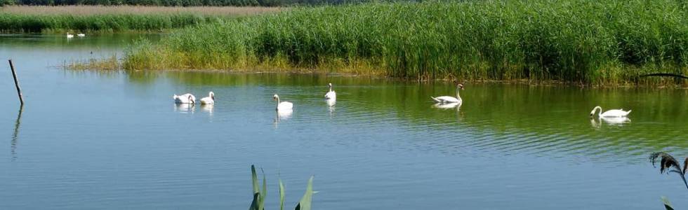 Ostrów-Odolanów-Stawy Milickie-Krotoszyn-Ostrów