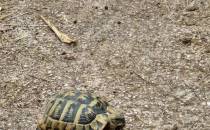 żółw na szlaku