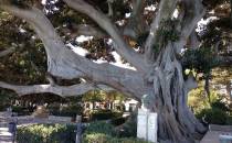 Ficus macrophylla